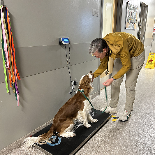 A person in a brown jacket tends to a dog sitting on a scale in a veterinary clinic.