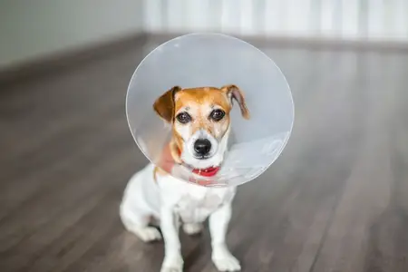 Dog Eye Ulcer: Is It a Veterinary Emergency?