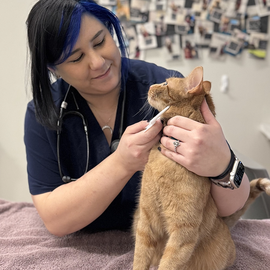 A veterinary professional cares for an orange cat on a pink towel in a veterinary exam room.