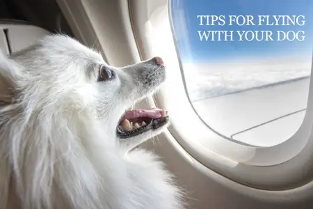 Tips For Flying With Your Dog