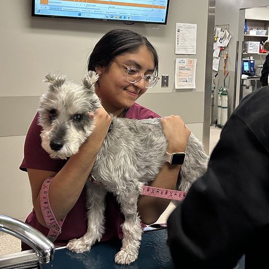 Woman in maroon scrubs holding a small gray dog on an exam table in a veterinary clinic.