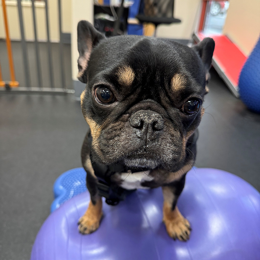 Black French Bulldog standing on a purple exercise ball indoors.