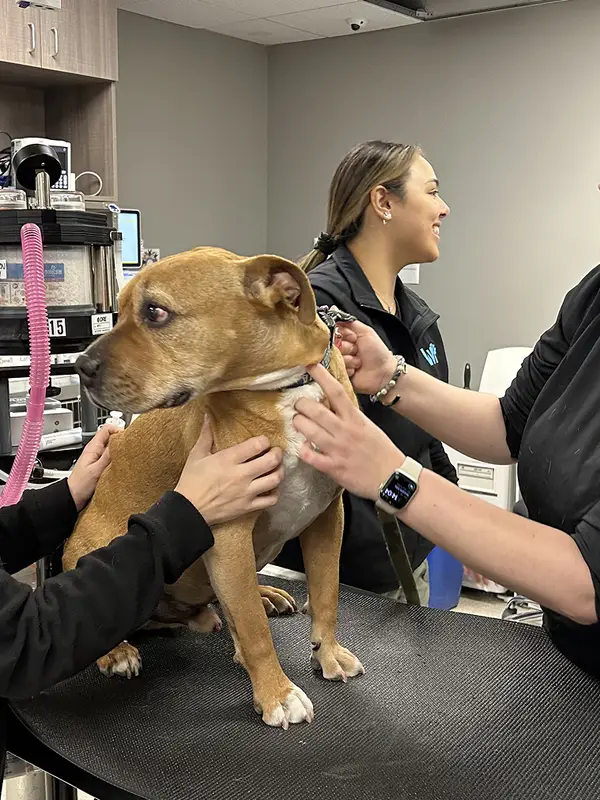 Three veterinarian staff members assist a brown dog on a veterinary exam table in a clinic.
