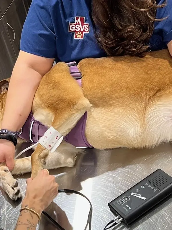 A dog wearing a purple harness lies on a veterinary exam table while its blood pressure is taken.