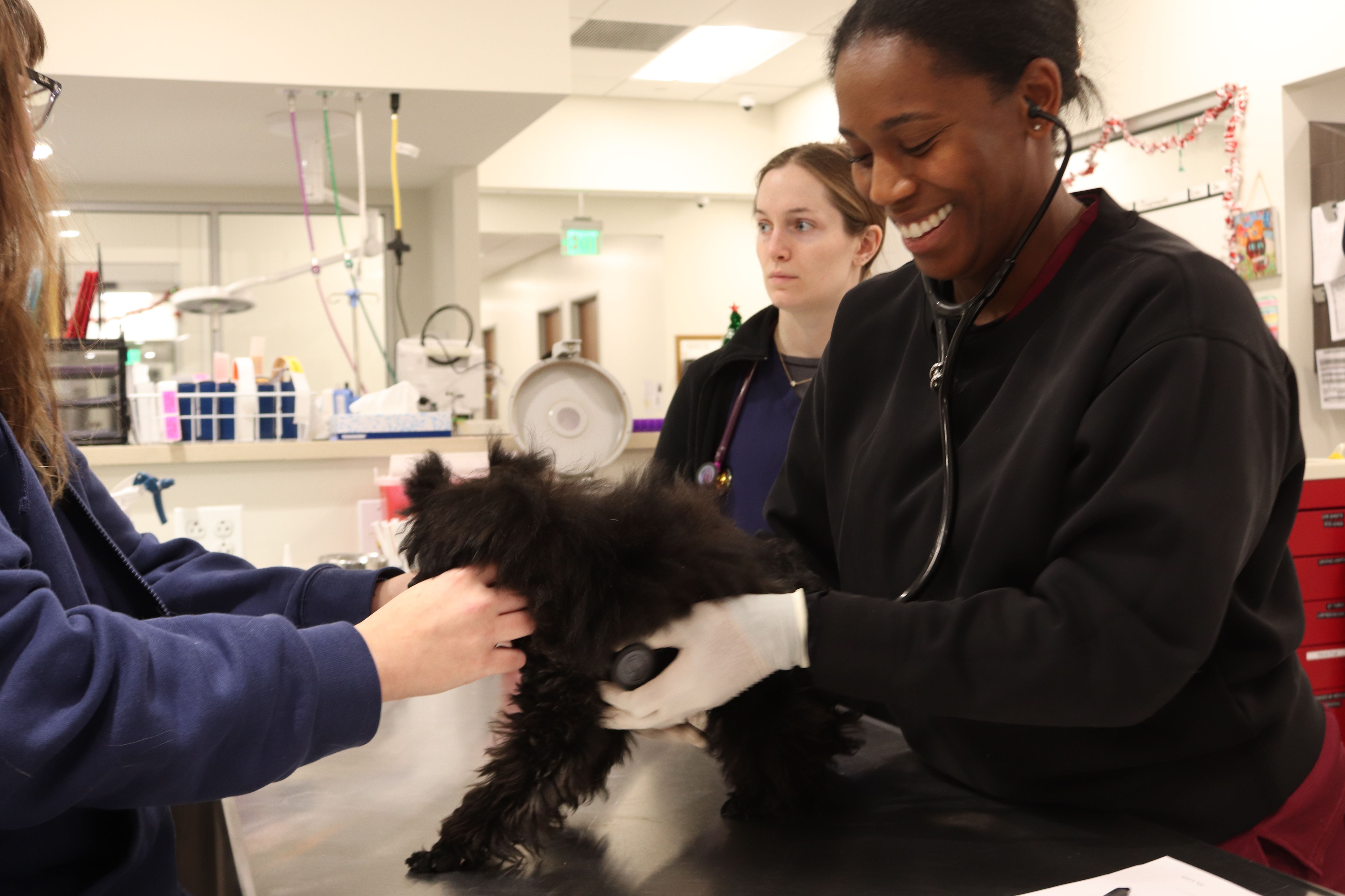Supporting Early-Career Veterinarians Through the VERve Mentorship Program