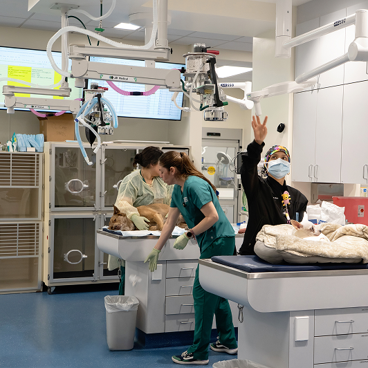 Veterinary professionals caring for animals in a clinical setting with medical equipment around them.