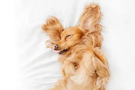 Giving Your Dog Pain Pills: What is Safe Versus Toxic?