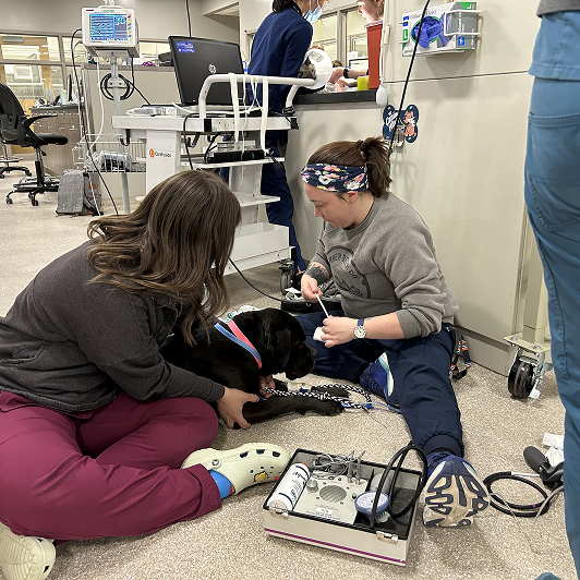 Two veterinarians performing a medical procedure on a black dog in a clinical setting.