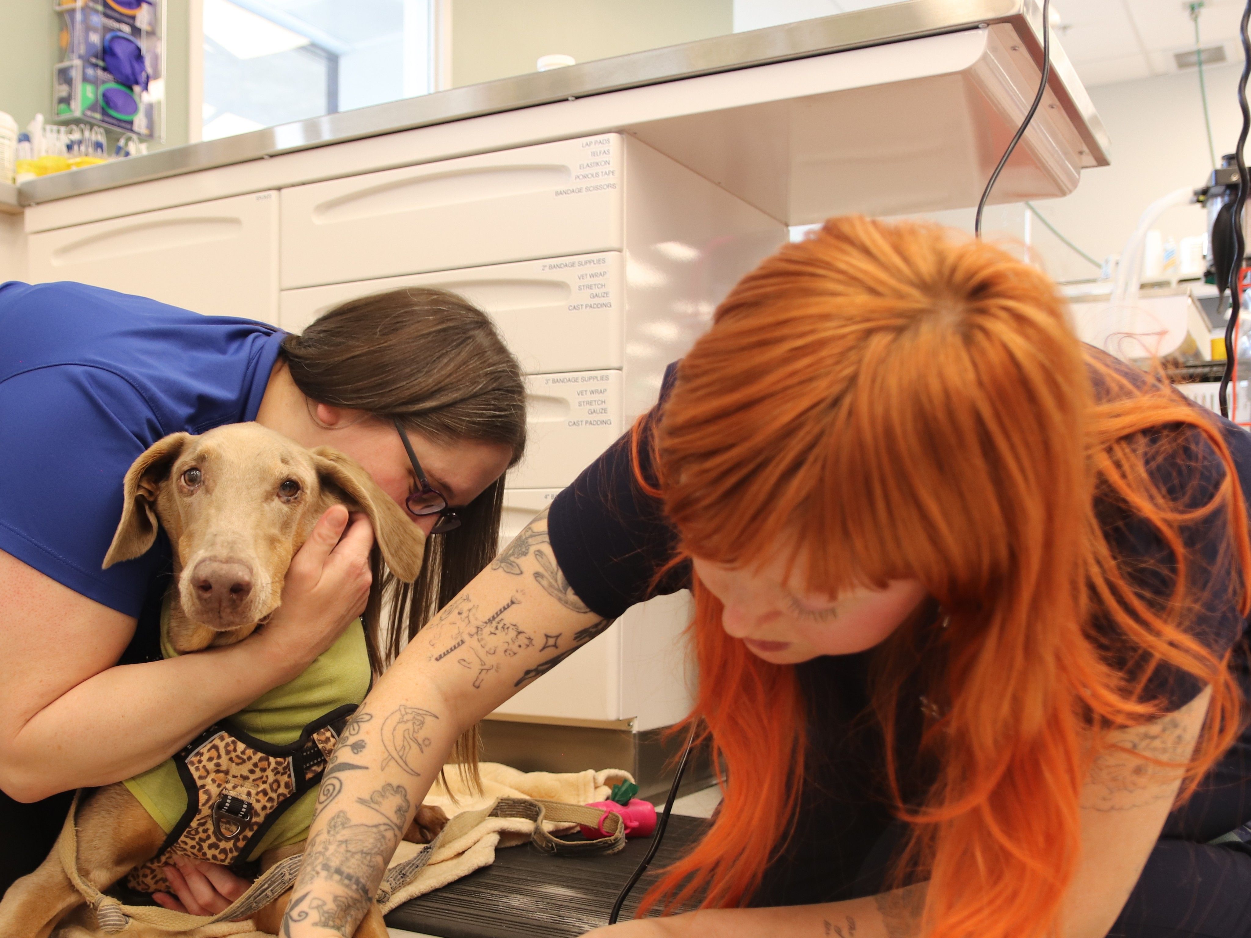 High in the home: A Bay Area look at cannabis exposure in pets