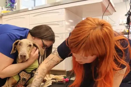 High in the home: A Bay Area look at cannabis exposure in pets
