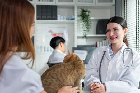 Pyometra in Cats: Is It a Veterinary Emergency?