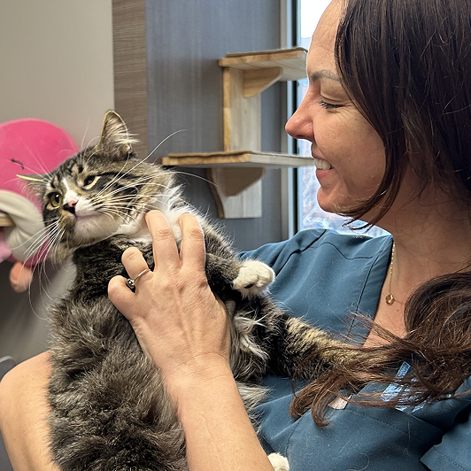 A smiling woman in a teal scrub top holds and pets a gray cat in a veterinary office.