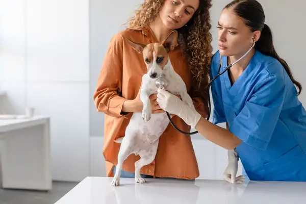 Dog Breathing Heavy? Causes, Warning Signs, and Solutions