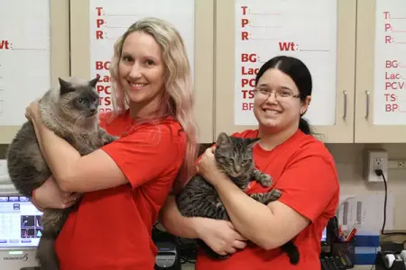 Seeking Blood Donations from Dogs, Cats