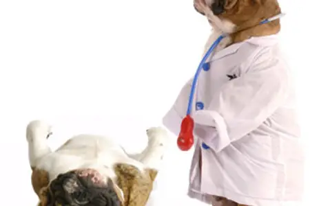 Five common mistakes with cancer surgery, and how to avoid them in your dog