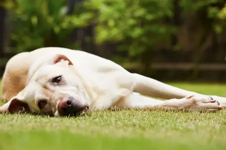 Dog's Swollen Anus: When Home Care Isn't Enough