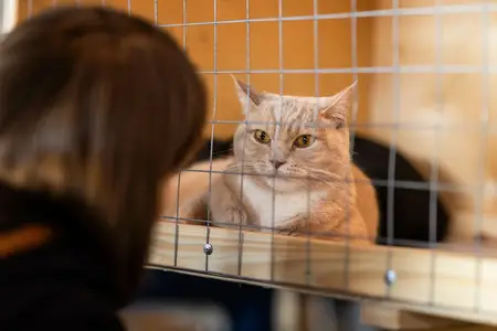 Blood in Cat Urine: Is It a Veterinary Emergency?