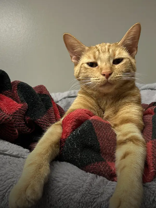 Yellow tabby cat on a red flannel blanket in a gray cat bed.