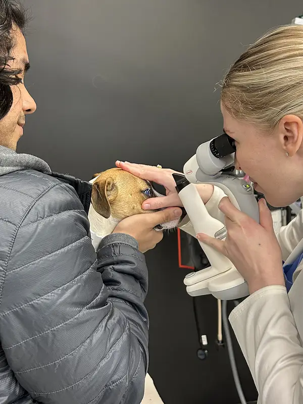 A veterinary professional examines the eyes of a dog.