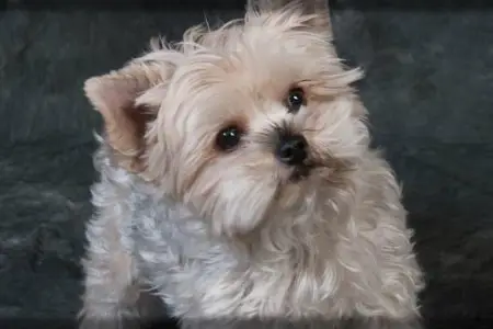 Cancer Diagnosis and Treatment – General Information