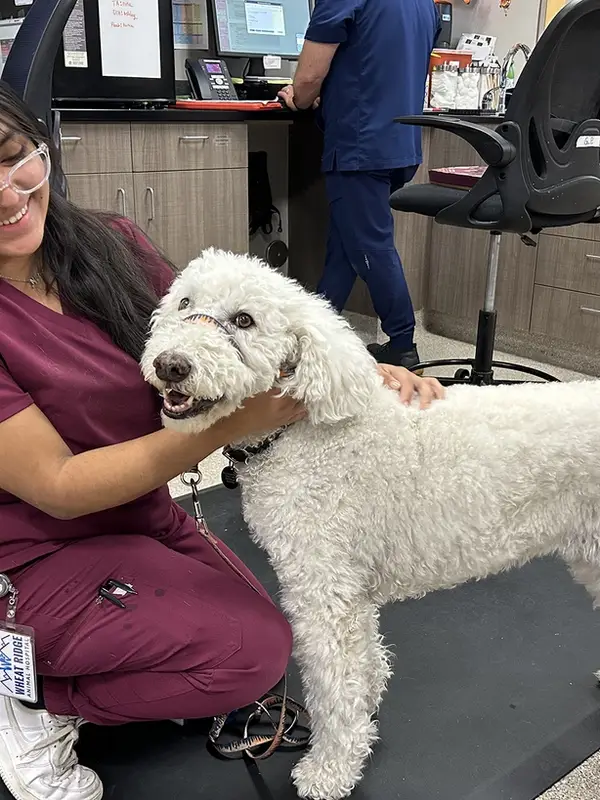 A woman in maroon scrubs smiling at a white curly-haired dog in a clinical setting.