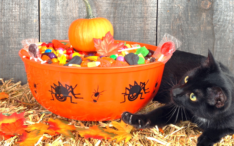 No Tricks, Just Treats: Keeping Pets Safe This Halloween