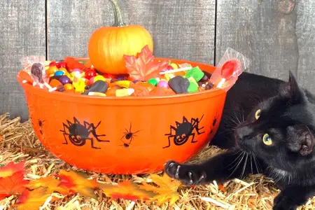 No Tricks, Just Treats: Keeping Pets Safe This Halloween