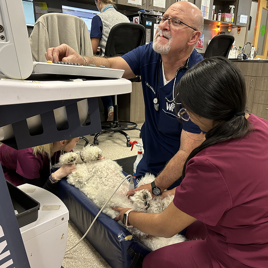 Veterinary professionals conducting an ultrasound on a white dog.