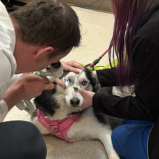 Veterinary professionals caring for a dog's eyes in a clinical setting with medical equipment around them.
