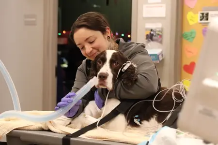 The cost of care: how pet owners navigate emergency veterinary decisions
