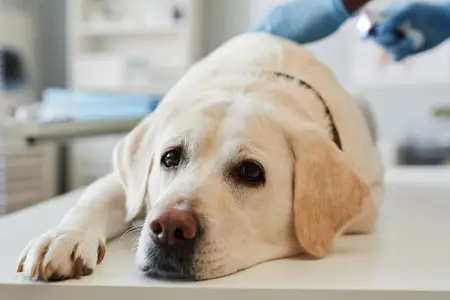 Diabetic Ketoacidosis in Dogs: An Urgent Care Guide