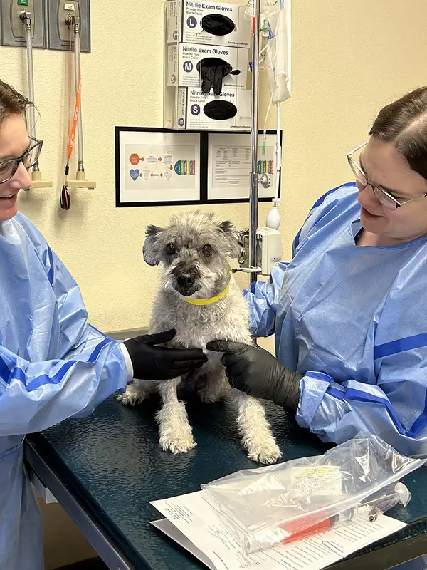 Veterinary professionals caring for a small gray dog in a clinical setting with medical equipment around them.