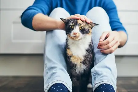 Cat Drooling: Is It a Veterinary Emergency?