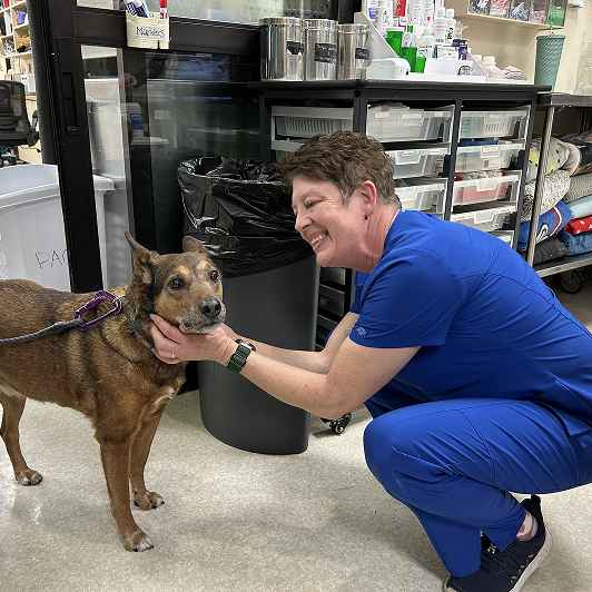 A vet in blue scrubs kneels next to a brown dog.