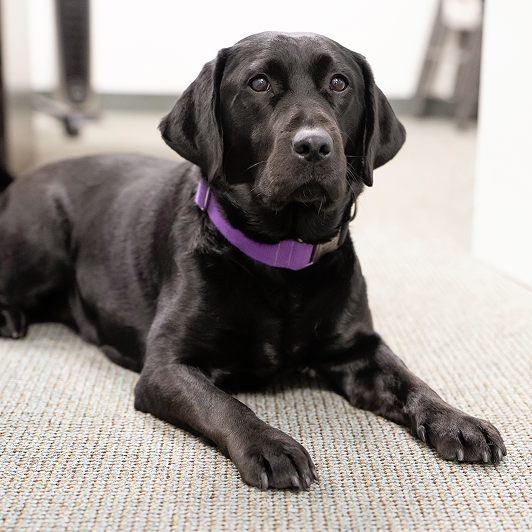 A black Labrador with a purple collar laying on the floor.