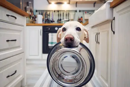 Baking Soda Toxicity in Dogs: Symptoms and Immediate Steps