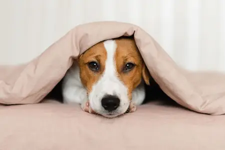 Euthanasia for Dogs: Support During a Critical Time