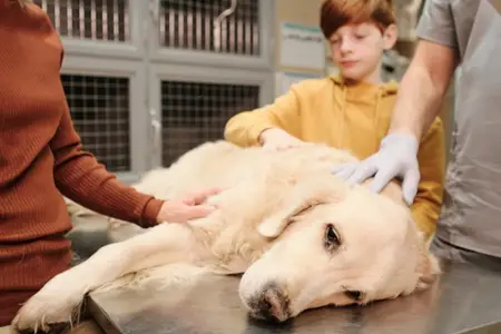 Understanding and Managing Pet Pancreatitis