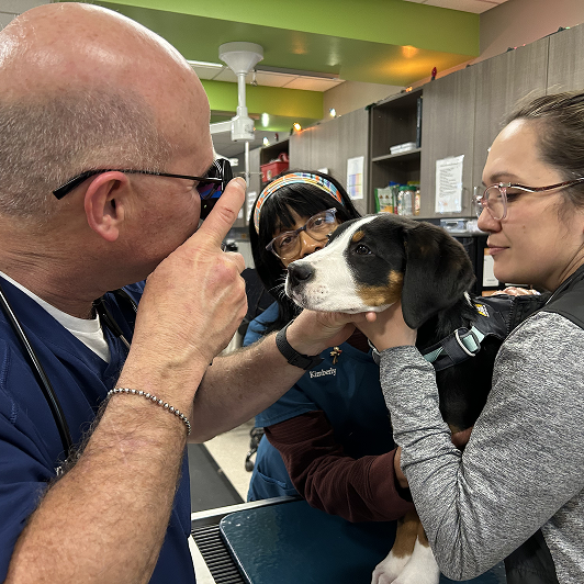 A veterinarian examines a dog's eye with an ophthalmoscope, assisted by two other people in a clinic.