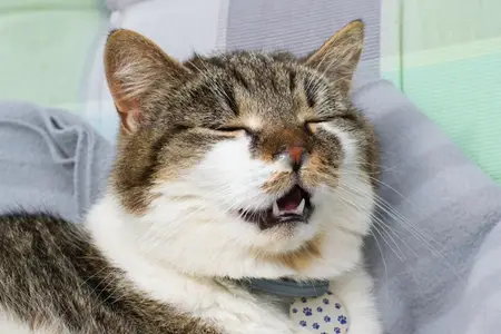 Understanding Pancreatitis in Pets