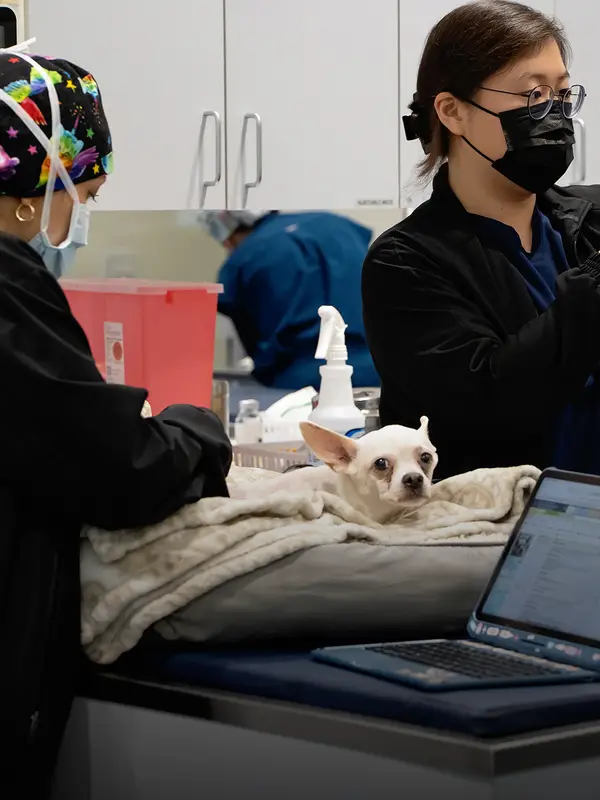 Two veterinary professionals caring for a small white dog in a clinical setting with medical equipment around them.