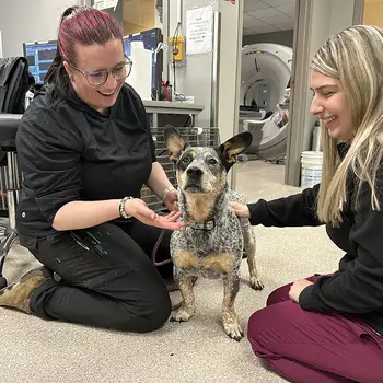 A blue heeler stands between two smiling people in a veterinary setting with a CT scanner in the background.