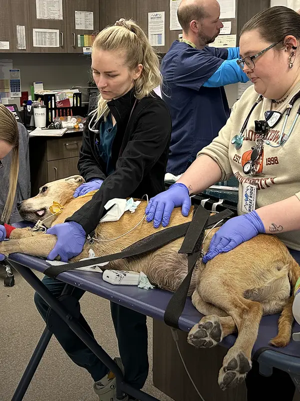 Three veterinary professionals caring for a brown dog in a clinical setting with medical equipment around them.