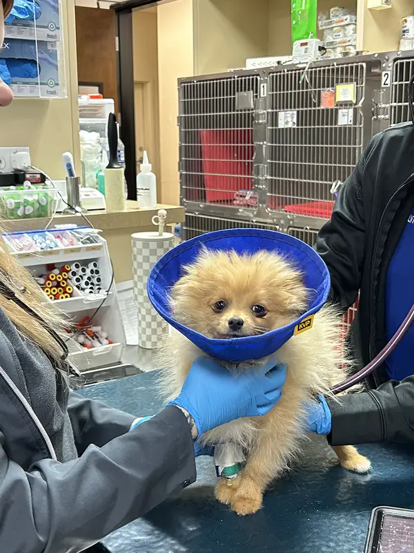 Two veterinary professionals care for a small fluffy Pomeranian with a blue cone around its neck in a clinical setting.