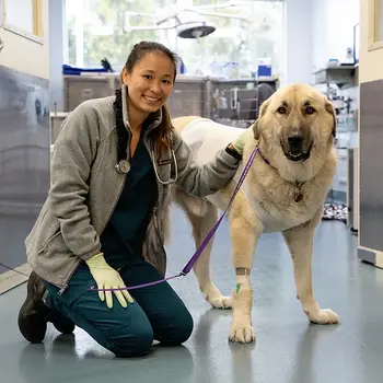 A vet kneels next to a large cream dog with a wrap on its back and front paw.
