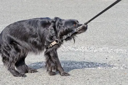 Ataxia in Dogs: Is It an Emergency Situation?