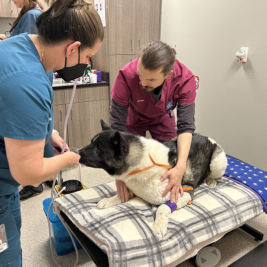 Two vets in scrubs in a veterinary clinic attending to a large dog on a table.