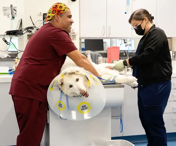 Veterinary professionals caring for animals in a clinical setting with medical equipment around them.