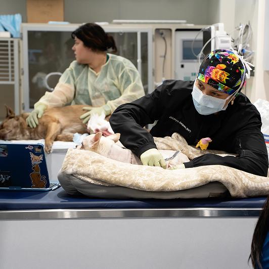 Veterinary professionals caring for animals in a clinical setting with medical equipment around them.