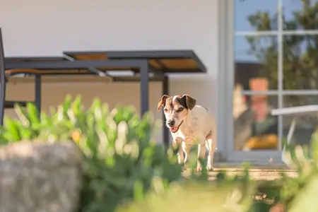 Xylitol Poisoning in Dogs: Recognizing the Emergency Signs